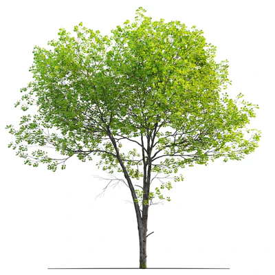Tulip tree — Ver 5