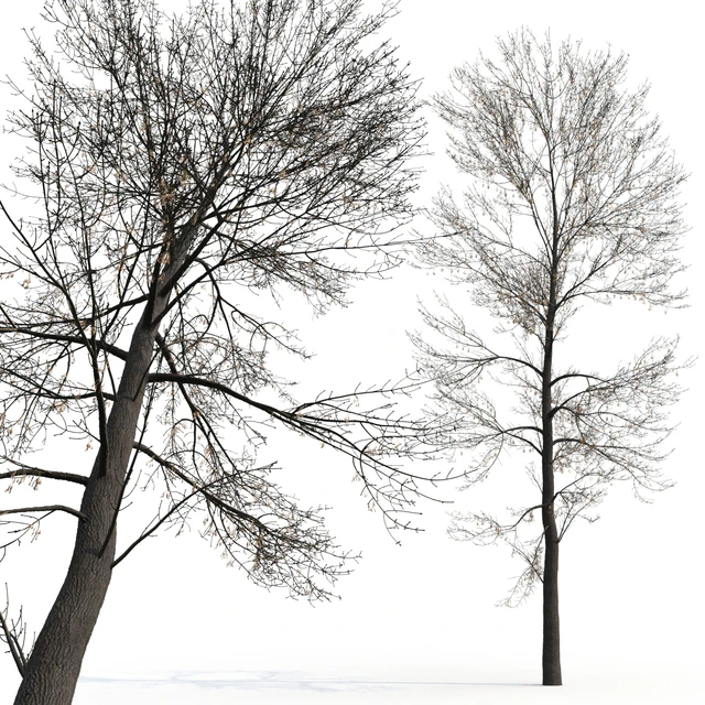 Ясень / Ash / Fraxinus #2 — Скачать
