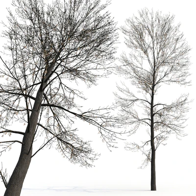 Ясень / Ash / Fraxinus #2 — Вид 4