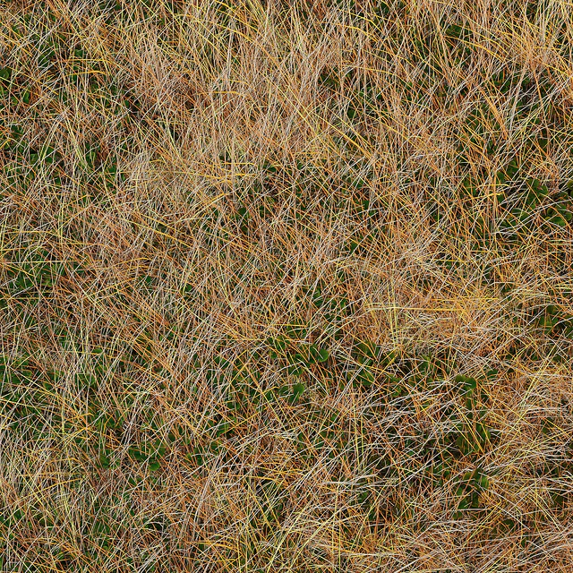 Autumn grass — Descargar