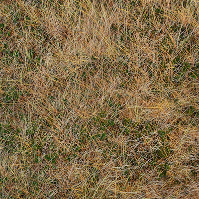 Autumn grass — Ver 4