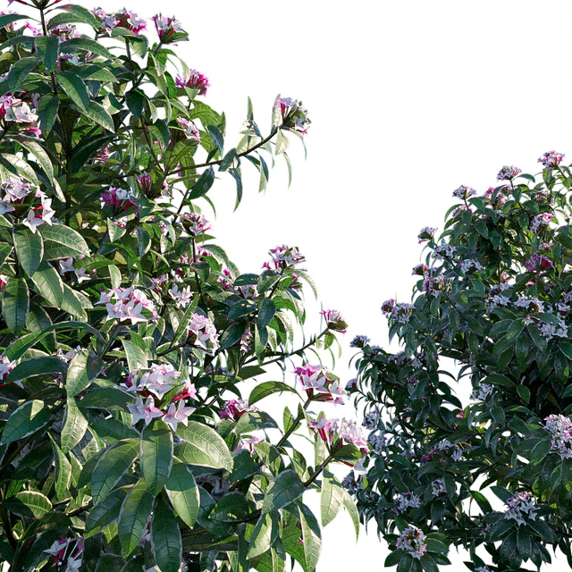 Daphne Odora | Marginata — Descargar