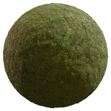 mossy forest floor 006 — Descargar