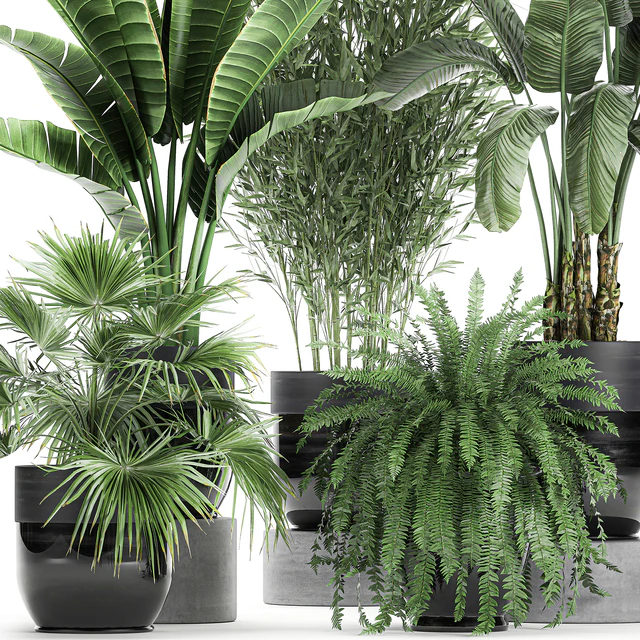 Collection of plants in black pots with Bamboo, Banana, fan palm, fern, strelitzia. Set 711 — Descargar