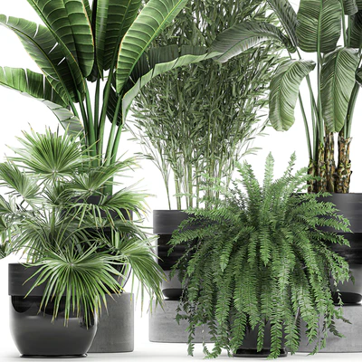 Collection of plants in black pots with Bamboo, Banana, fan palm, fern, strelitzia. Set 711 — Ver 5