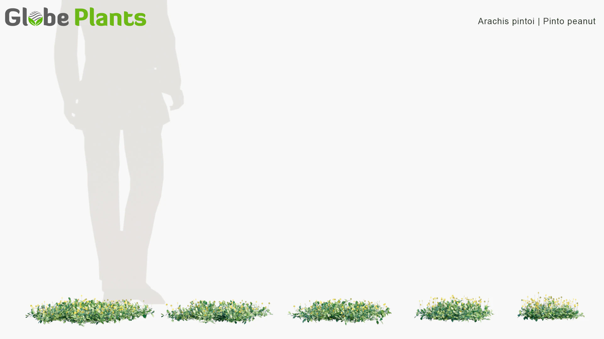 arachis pintoi — Скачать