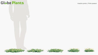 arachis pintoi — download