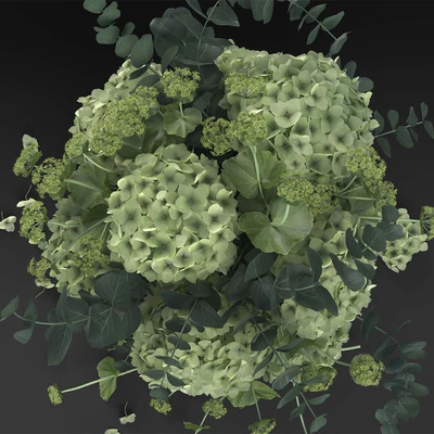 Hydrangea — Ver 3