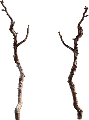 tundra dead tree 002 — Descargar
