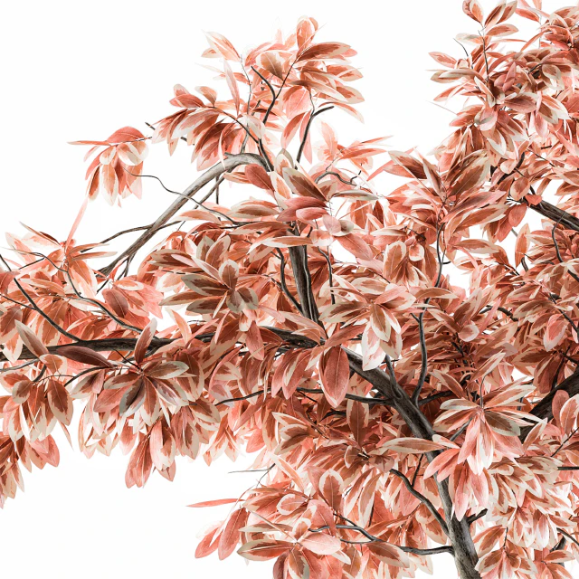 Bouquet Set 17 - Pink Bonsai — Descargar