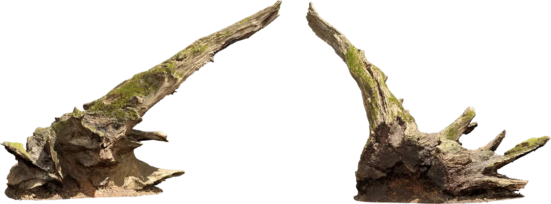 rotten tree stump 007 — Скачать