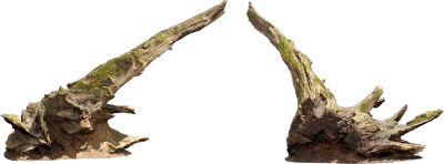 rotten tree stump 007 — Скачать