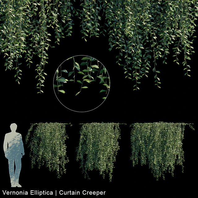 Vernonia Elliptica | Curtain creeper V1 — Descargar