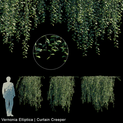 Vernonia Elliptica | Curtain creeper V1 — Descargar