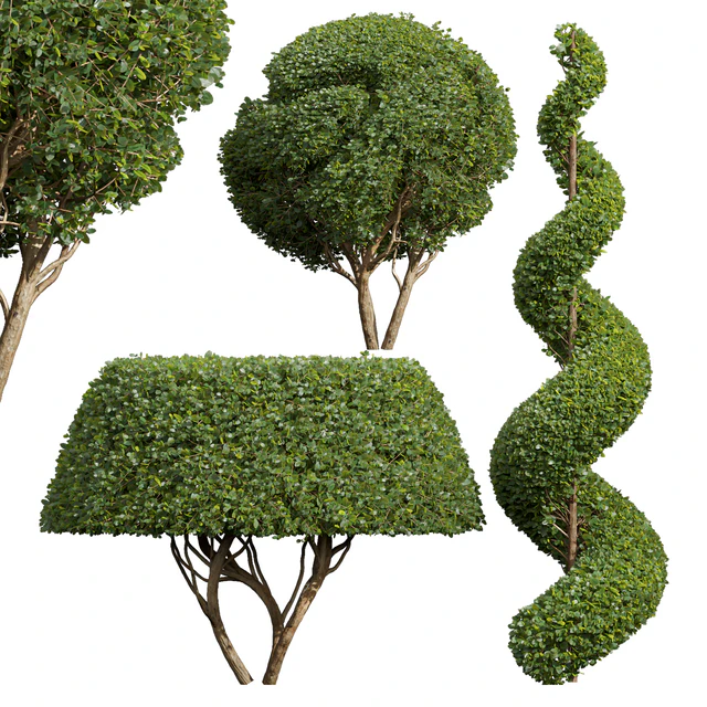 Ficus Concinna Bonsai Pruned-3 trees — Скачать