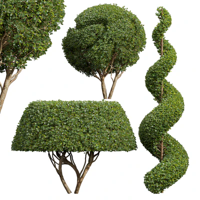 Ficus Concinna Bonsai Pruned-3 trees — Вид 1