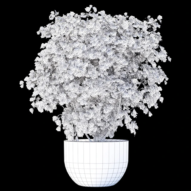 Palm maple | Acer palmatum atropurpureum — Descargar