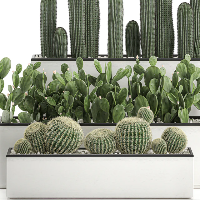 Collection of cacti in white pots Prickly pear, Barrel cactus, Echinocactus, desert plants, Garden, Prickly pear. Set 578. — Descargar