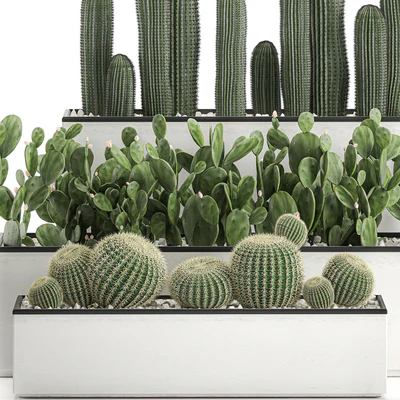 Collection of cacti in white pots Prickly pear, Barrel cactus, Echinocactus, desert plants, Garden, Prickly pear. Set 578. — Ver 3