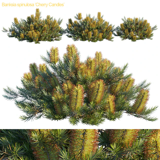 Banksia spinulosa | Cherry Candles — Скачать