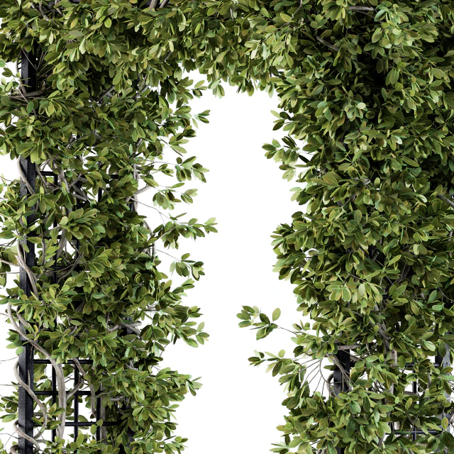 Outdoor Plant Set 121 - Pergola Ivy — Скачать