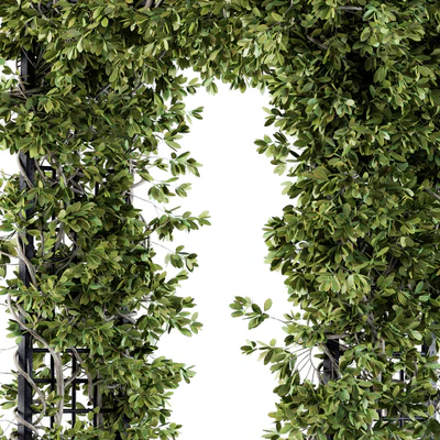 Outdoor Plant Set 121 - Pergola Ivy — Вид 5
