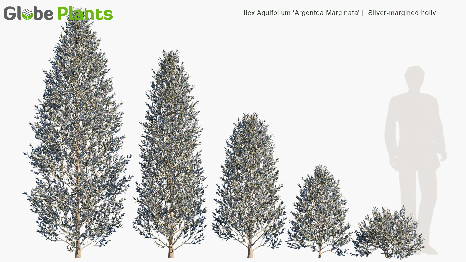 ilex aquifolium argentea marginata — Download