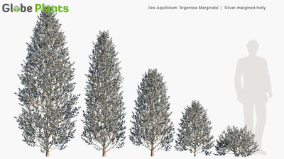 ilex aquifolium argentea marginata — download