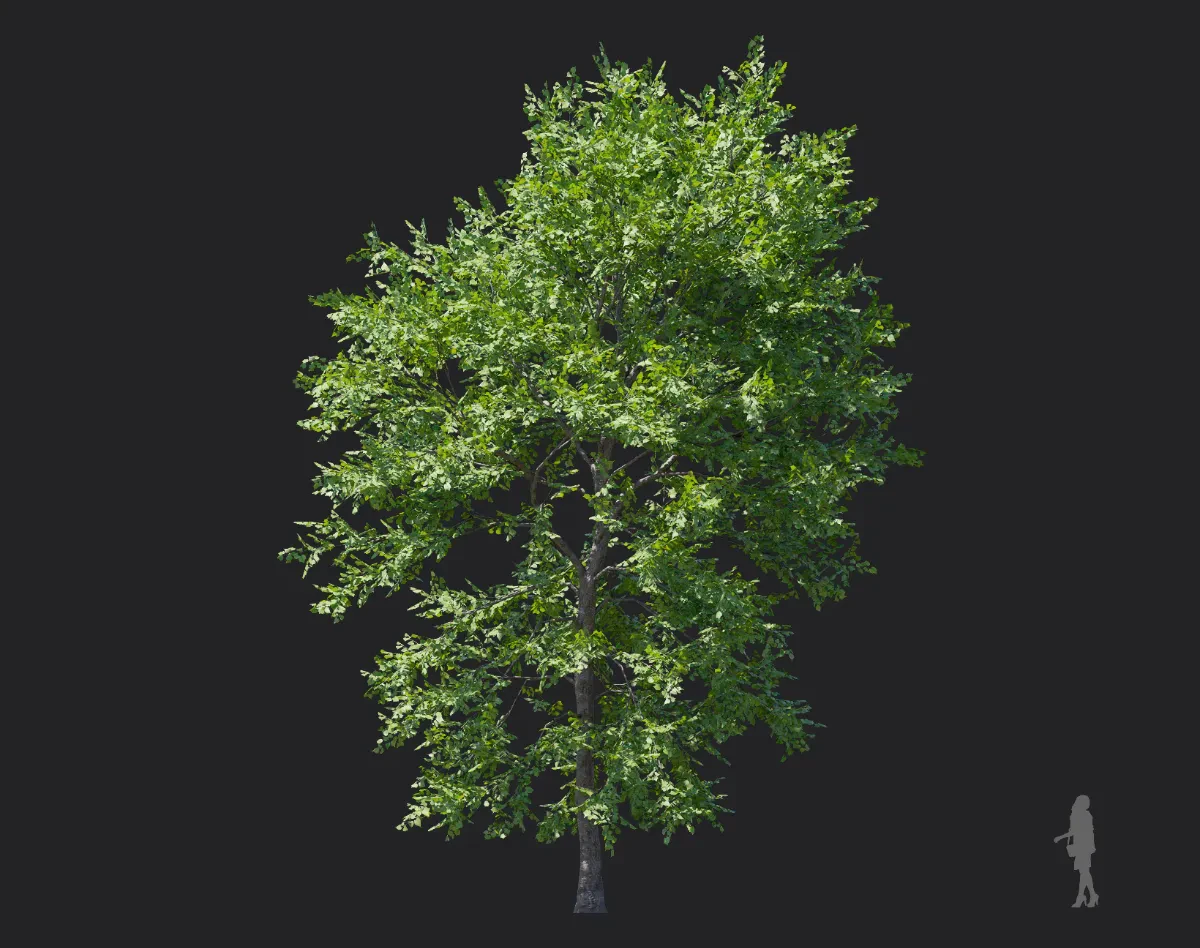 tilia amurensis 002 — Скачать