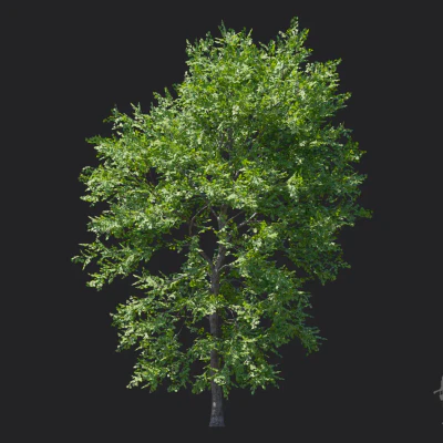 tilia amurensis 002 — download
