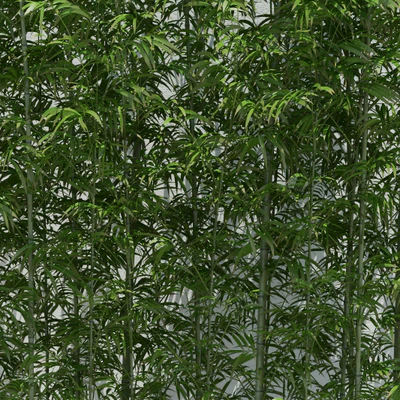 Bamboo 2 — Ver 2