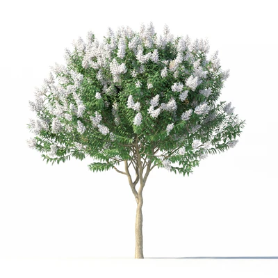 Lagerstromia tree with white flowers No 1 Corona — Ver 4