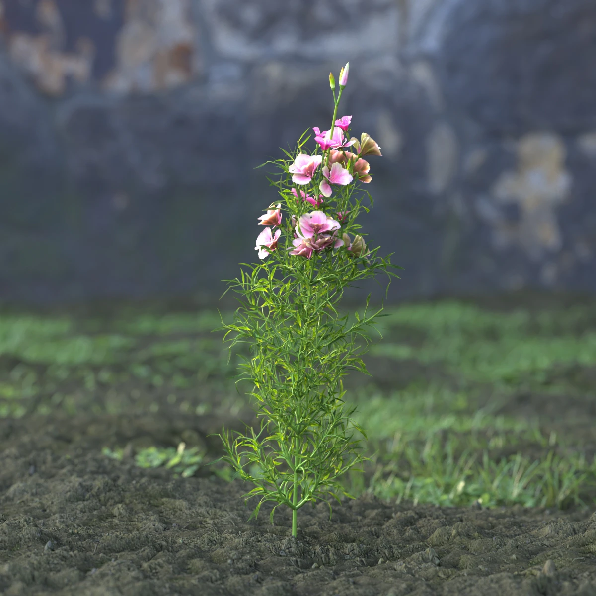 garden flowers 051 — Descargar