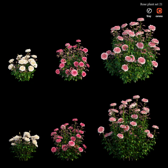 Rose plant set 21 — Скачать