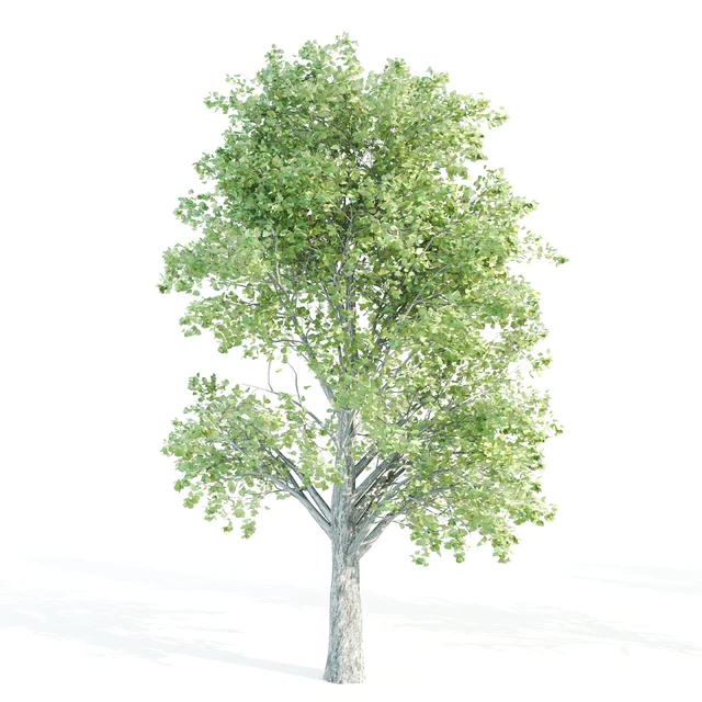 set of tree05 — Скачать