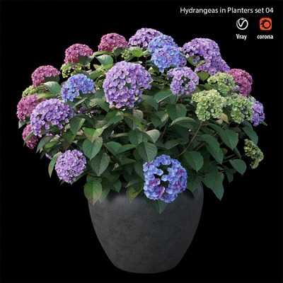 Hydrangea in planters set 04 — Ver 4