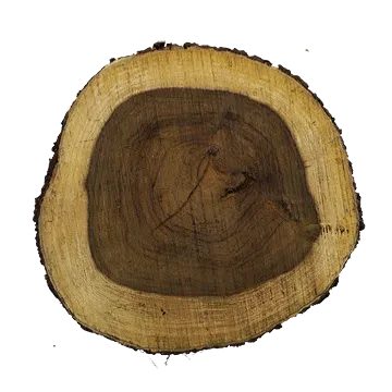 tree trunk 008 — Скачать