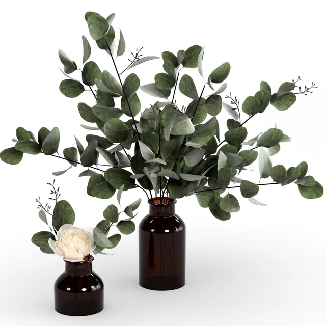 Bouquets of eucalyptus. — Descargar