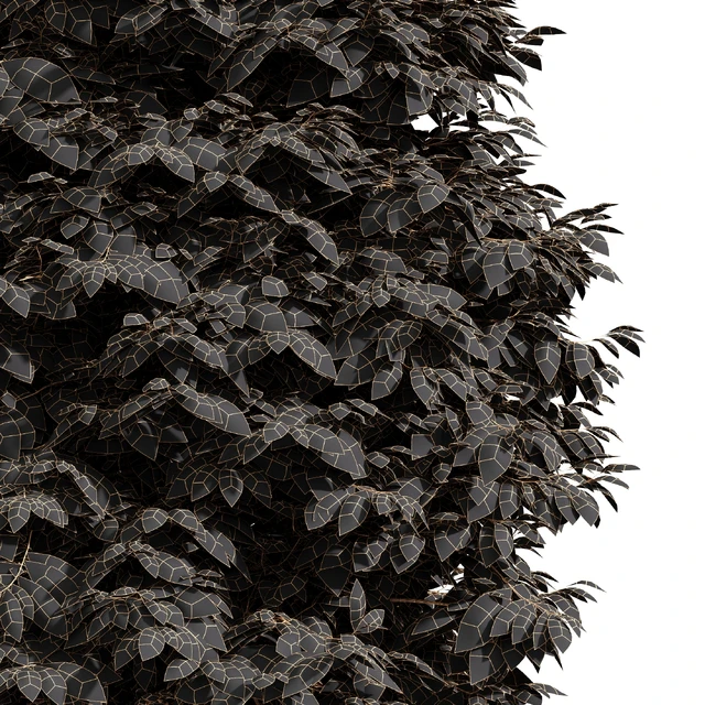 Real Tree Metasequoia glyptostroboides — Descargar