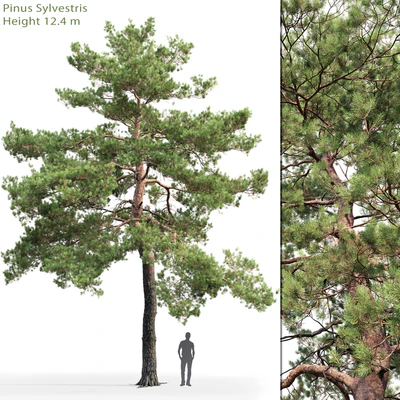 Pinus Sylvestris # 13 (12.4m) — Ver 1