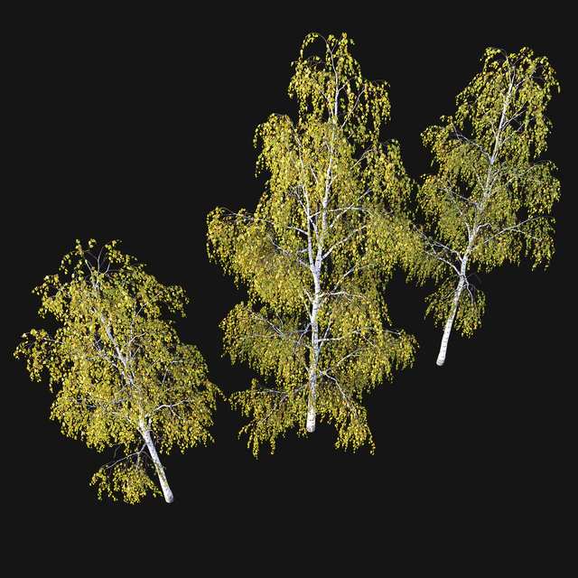 Birches. Autumn — Descargar