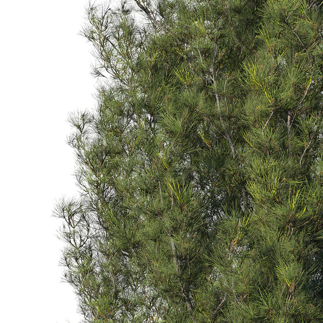 Pine — Descargar
