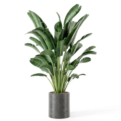 Indoor Plants Collection - Set 009 — Вид 4