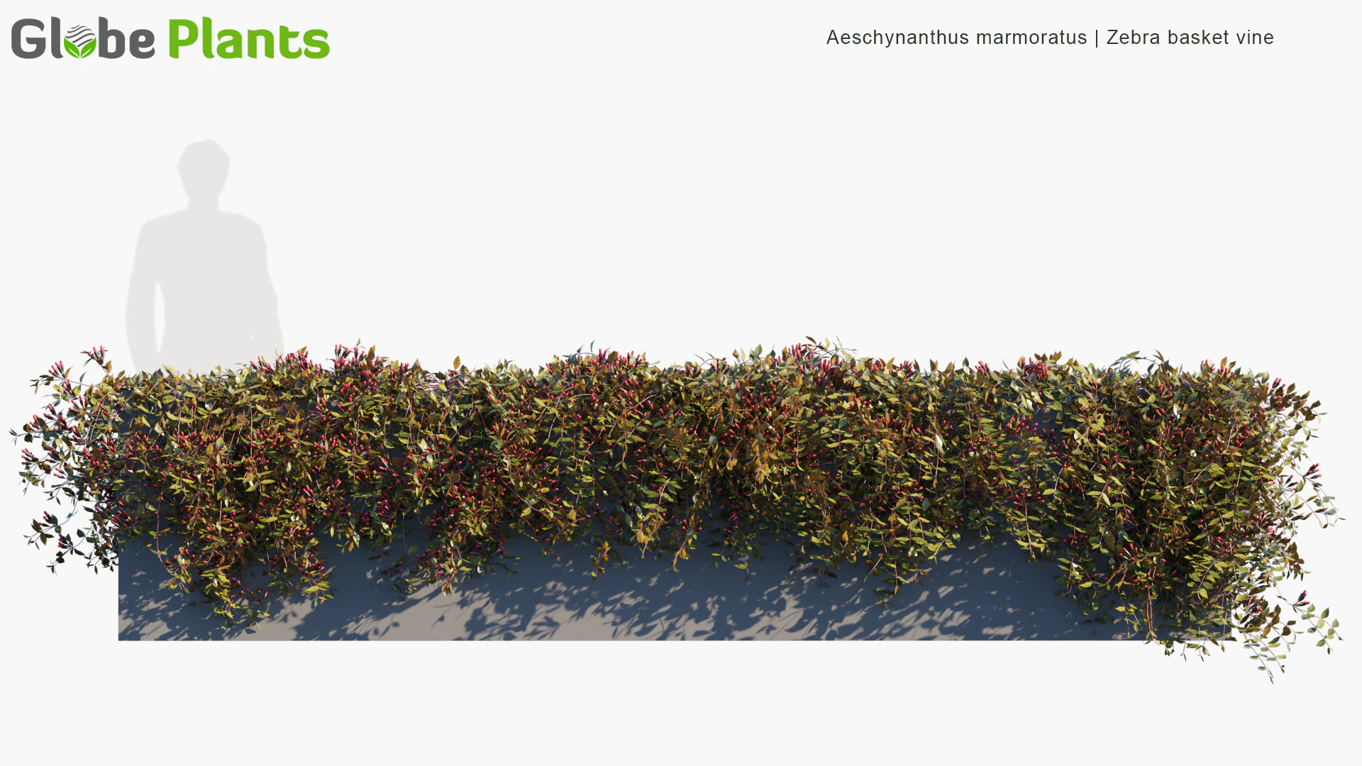 aeschynanthus marmoratus — Download