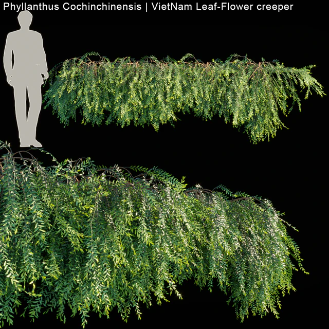Phyllanthus Cochinchinensis | VietNam Leaf-Flower creeper — Descargar