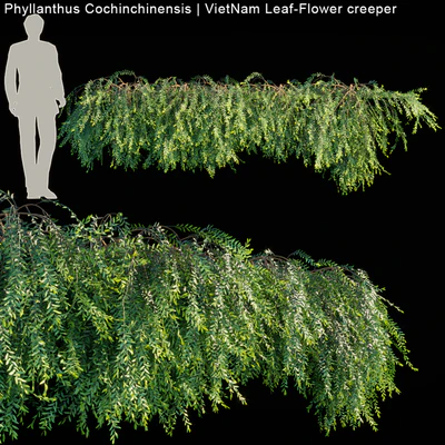 Phyllanthus Cochinchinensis | VietNam Leaf-Flower creeper — Ver 1