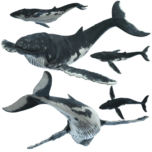 Горбатый кит (Humpback whale) — Скачать