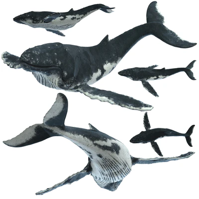 Горбатый кит (Humpback whale) — Вид 1