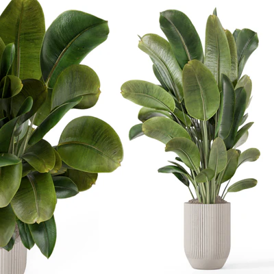 Indoor Plants in Handmade Stone Pot - Set 1850 — скачать