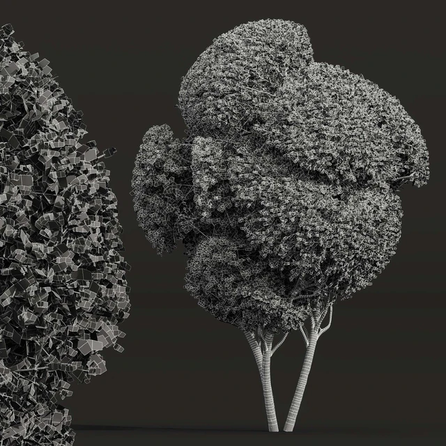 Ficus Concinna Bonsai Pruned-3 trees — Скачать